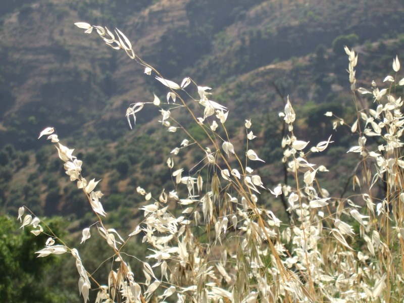 Anadalusien 2009 - 0495 